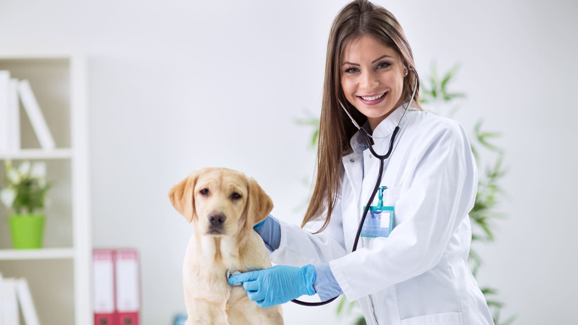 Optiimus Veterinary Marketing Header1